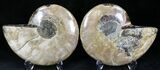 Polished Ammonite Pair - Million Years #22226-1
